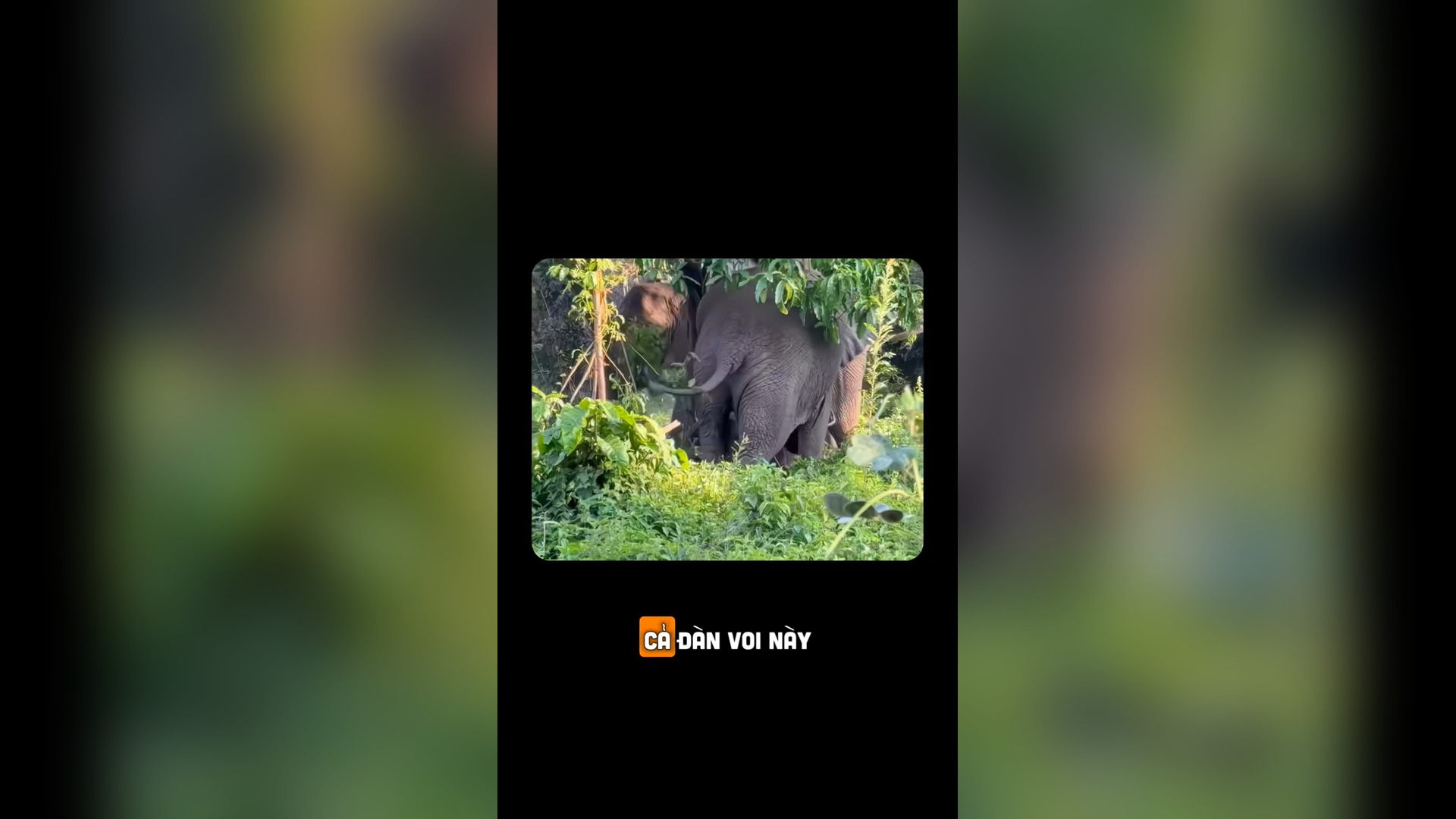 N2105035_A Mother Elephant Cleverly Rescued Her Baby From Danger #Wildlife #Viral