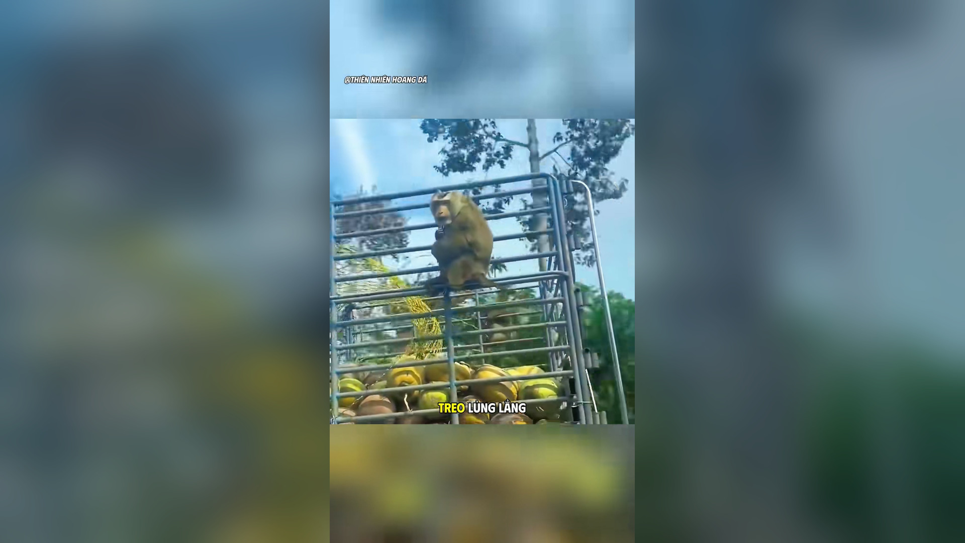N2105038_These Monkeys Worked Hard Picking Coconuts in Thailand #Monkey #Viral