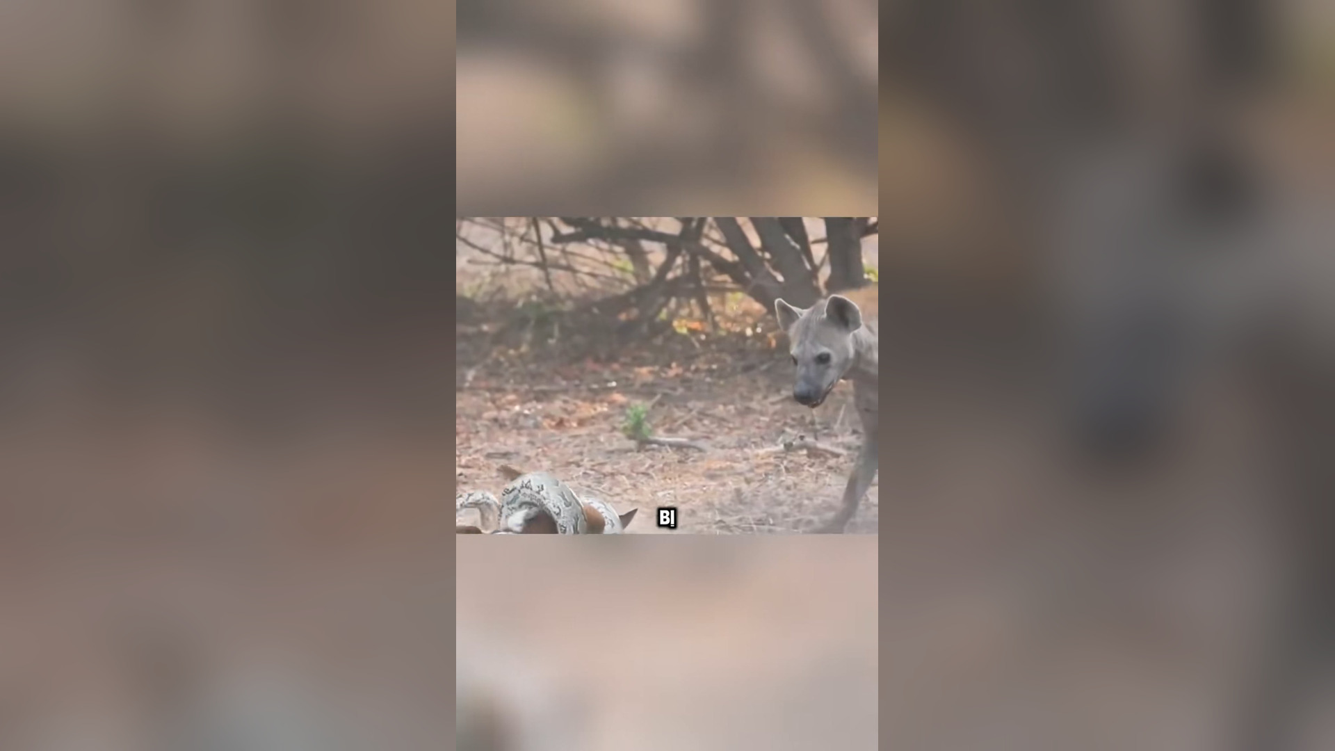 N2105039_A Newborn Antelope Faced a Brutal Fight to Survive #Wildlife #Viral