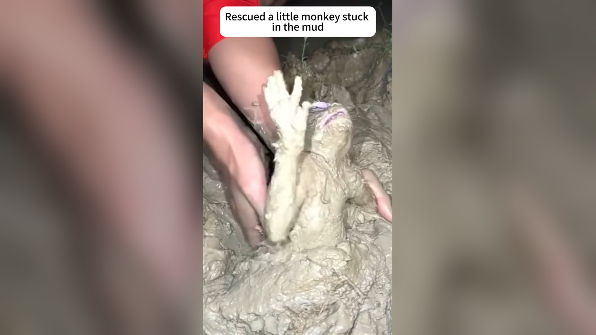 N2105042_This Funny Monkey Suddenly Needed Urgent Rescue #Monkey #Viral