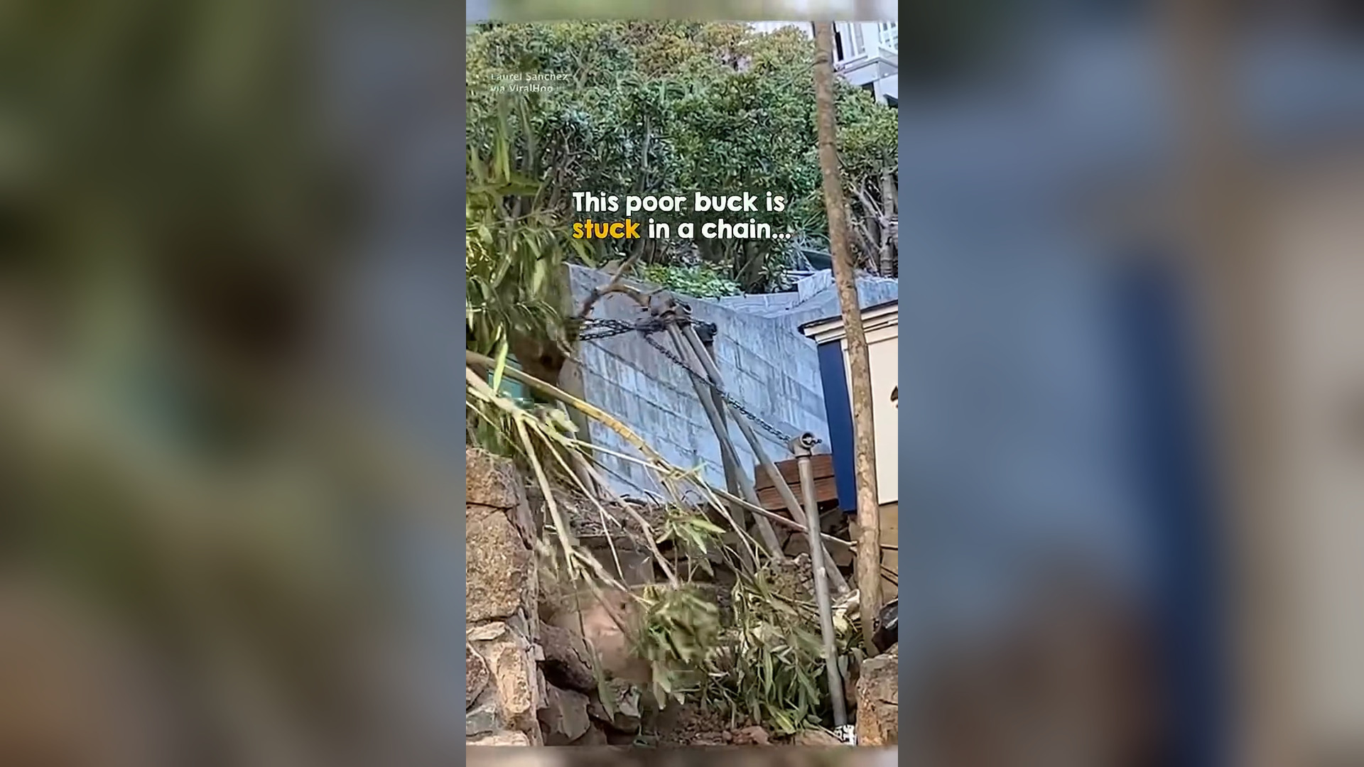 N2105046_This Poor Animal Had Almost Given Up Hope #Rescue #Viral