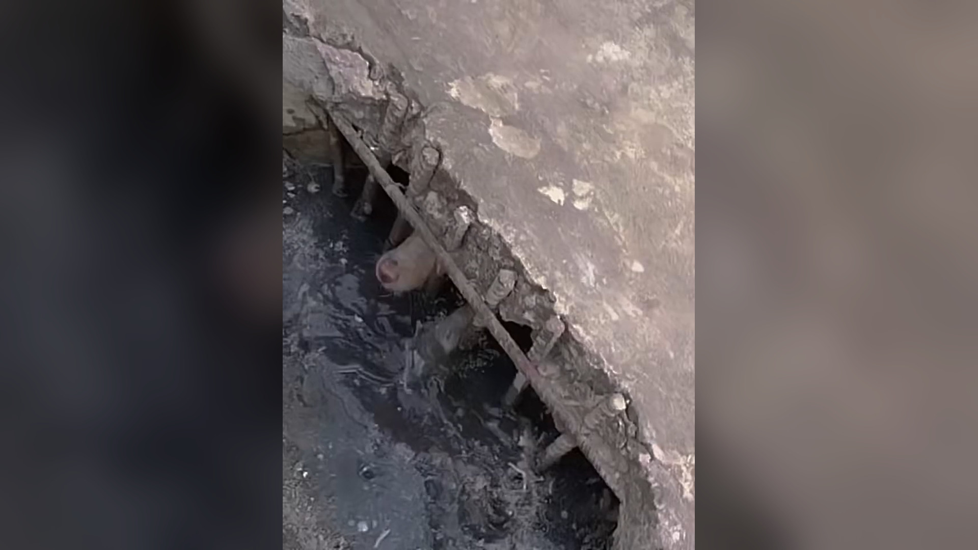 N2105051_A Loyal Dog Became a Hero Saving a Baby Goat From Floodwaters #RescueDog #Viral