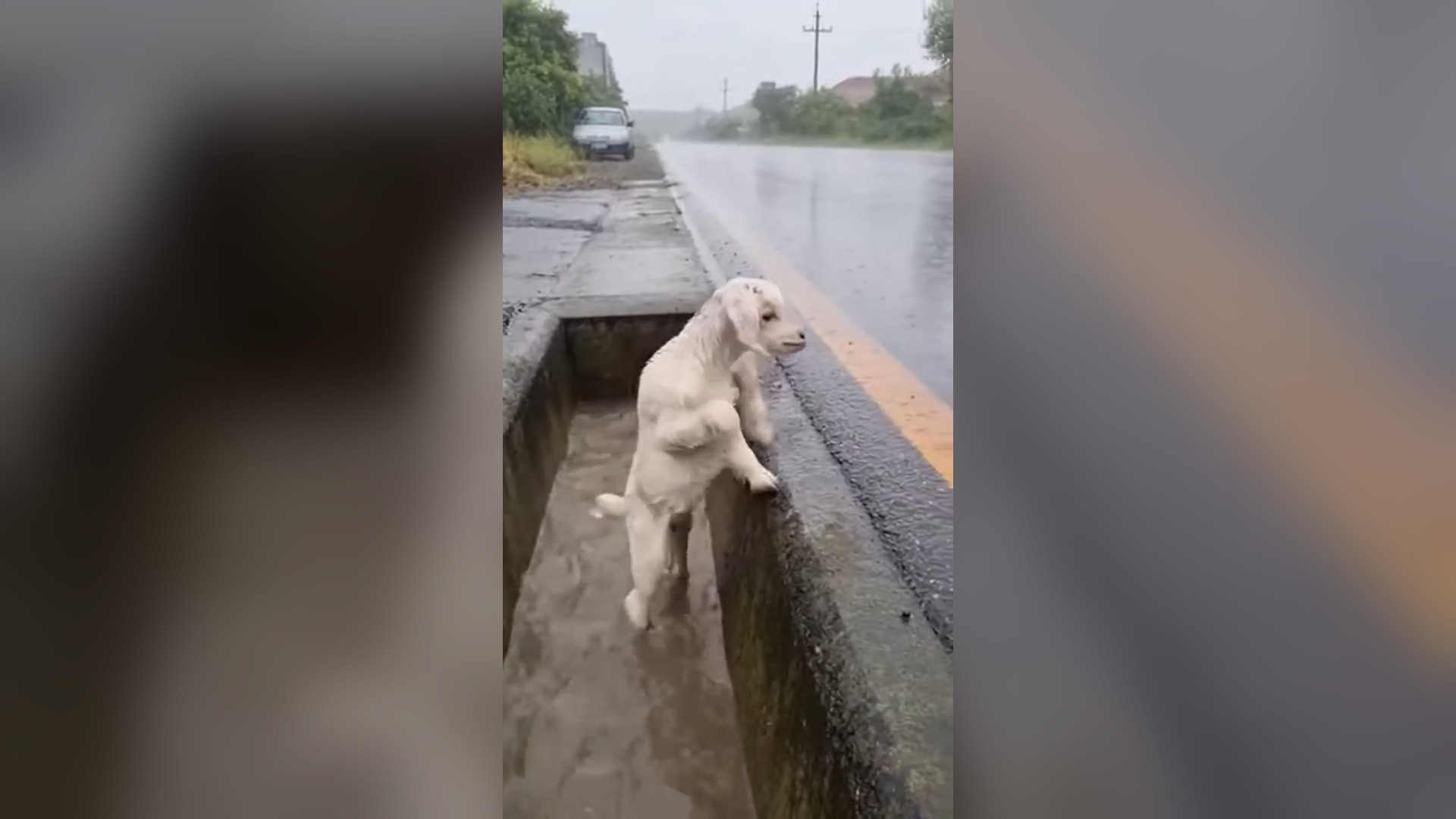 N2105052_Heartbreaking Neglect Could Not Break Her Fighting Spirit #RescueDog #Viral