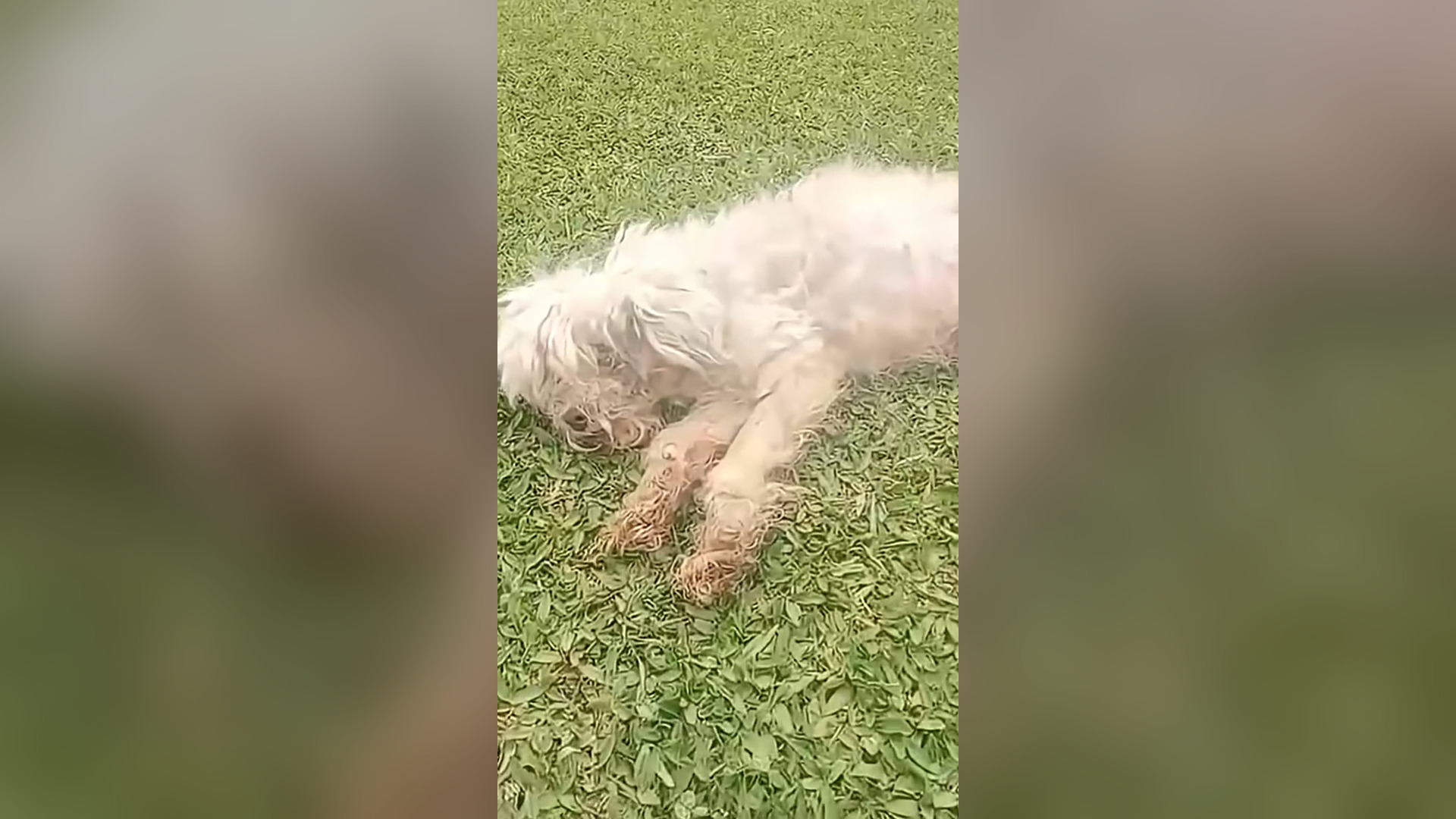N2105057_Neglected and Alone He Became Gentle Again Through Love #RescueDog #Viral