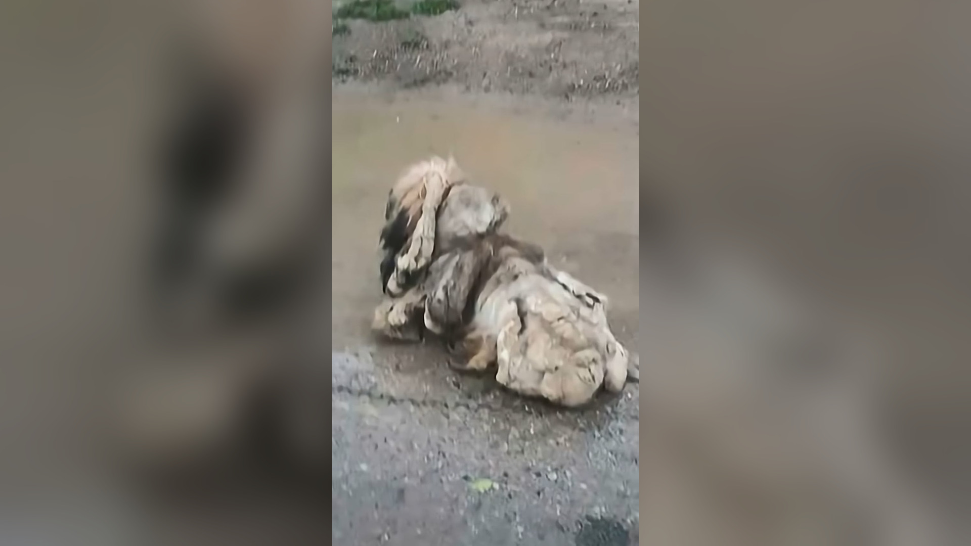 N2105058_A Park Ranger Rescued a Lion Cub Abandoned by Its Mother #Wildlife #Viral