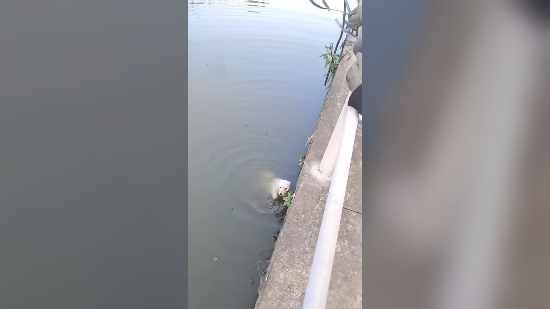 N2205008_Dog Fell Into Water And Was Saved Just In Time #dogrescue #saveanimals