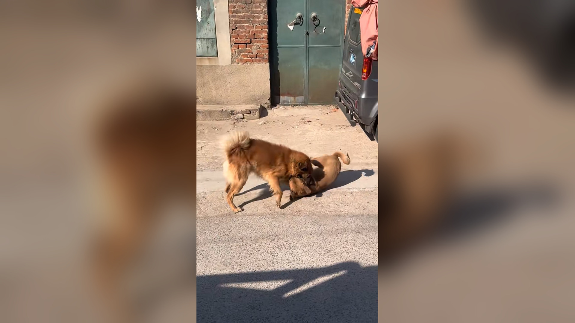 N2205016_This Dog Needed Help But Nobody Saw Him #dogrescue #saveanimals