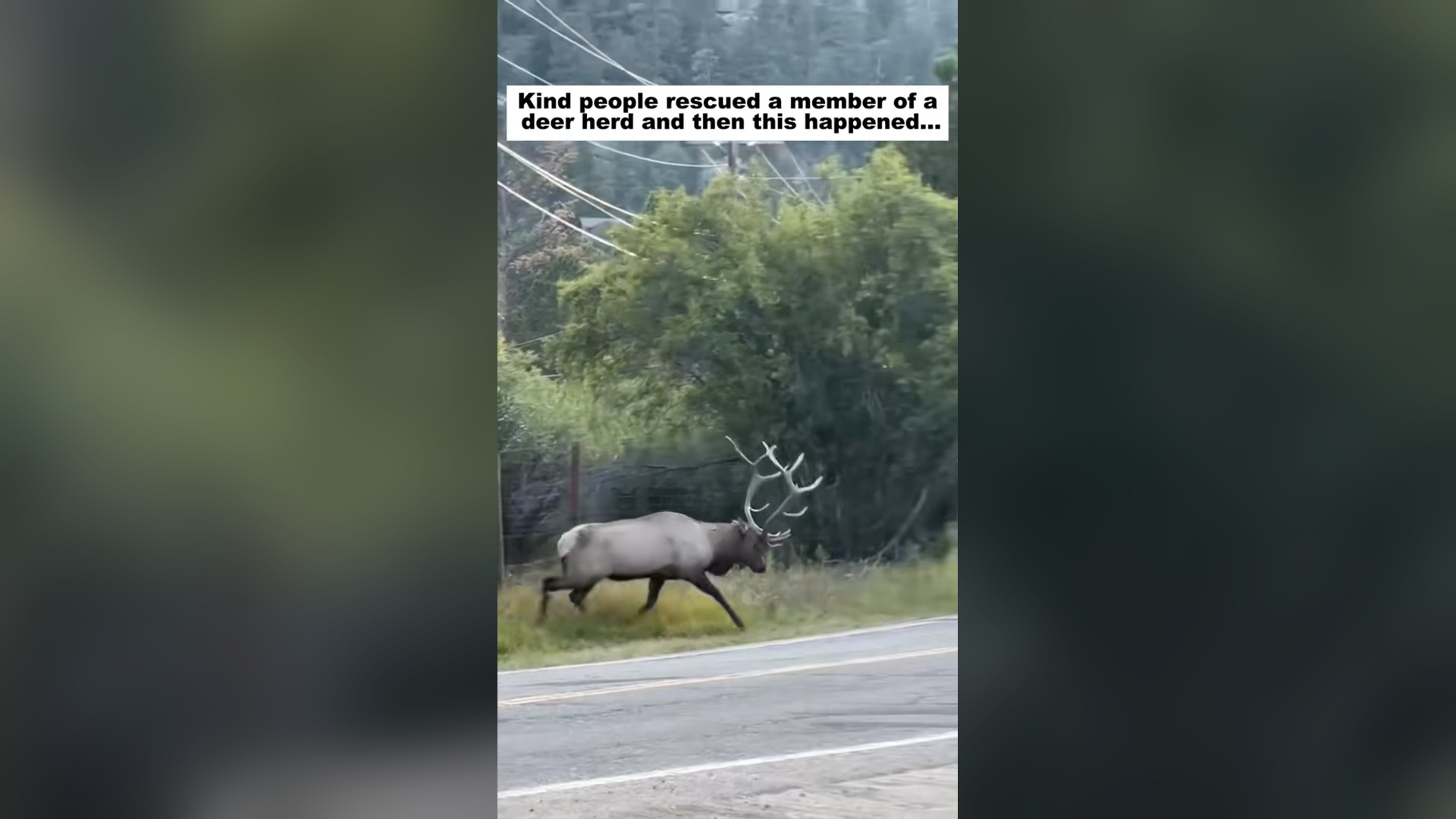N2205024_Rescuers Helped Lost Deer Return To Safety #wildliferescue #animalrescue