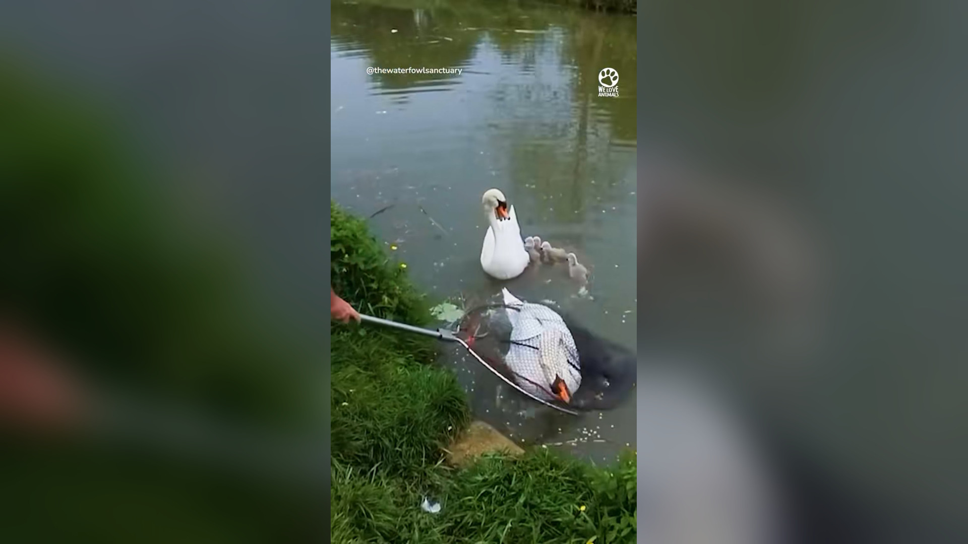 N2205028_Swan Was So Happy When Her Mate Returned Safe #animalrescue #wildlife