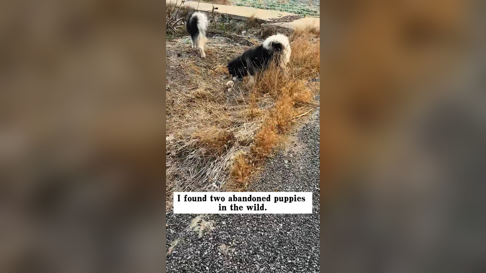 N2205031_Two Puppies Were Found Alone In The Wild #dogrescue #helpanimals