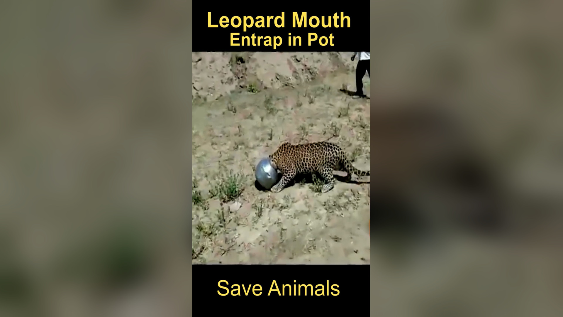 N2205052_Leopard Got Head Stuck In Pot Until Someone Helped #wildliferescue #animalrescue