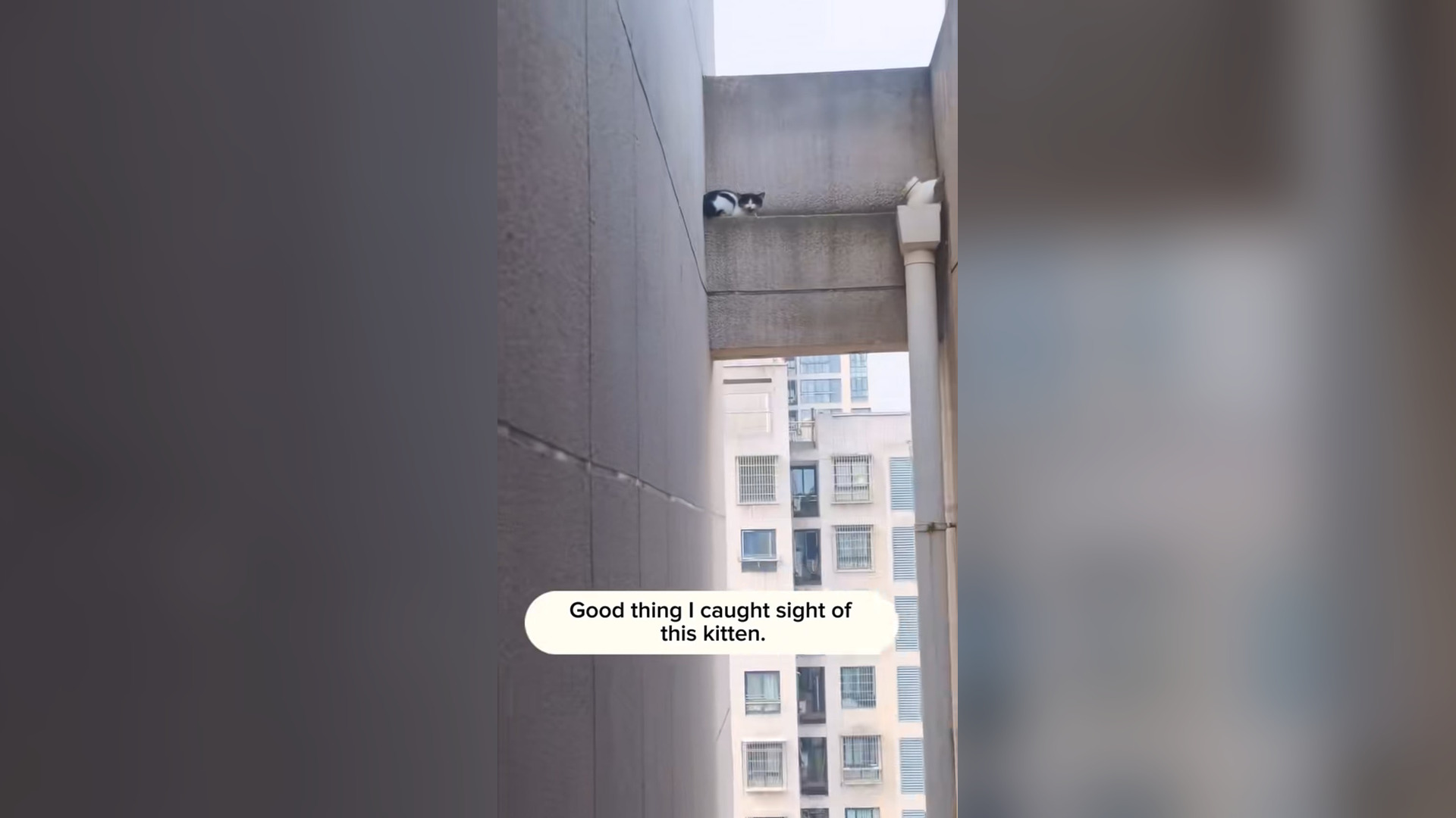 N2205054_Kitten Was Stuck High In Building And Could Not Escape #catrescue #animalrescue