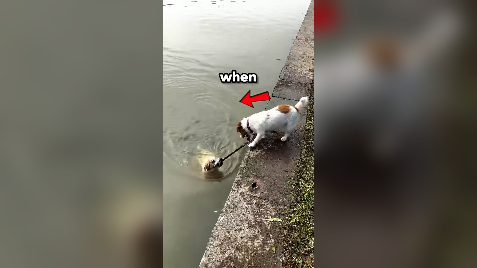 N2205056_Dog Risked His Life To Save His Brother #dogrescue #animalrescue