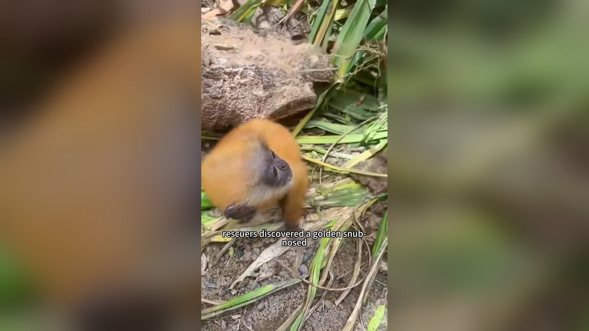 N2205066_Rare Monkeys In Wild Were Saved By Kind People #wildliferescue #animalrescue