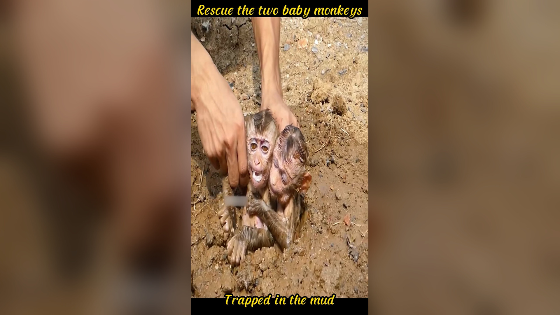 N2205068_Two Baby Monkeys Were Stuck In Mud Until Help Came #animalrescue #wildliferescue