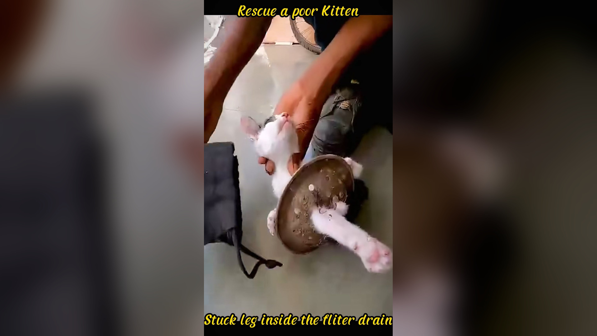 N2205069_Kitten Leg Was Stuck And Could Not Escape Alone #kittenrescue #animalrescue