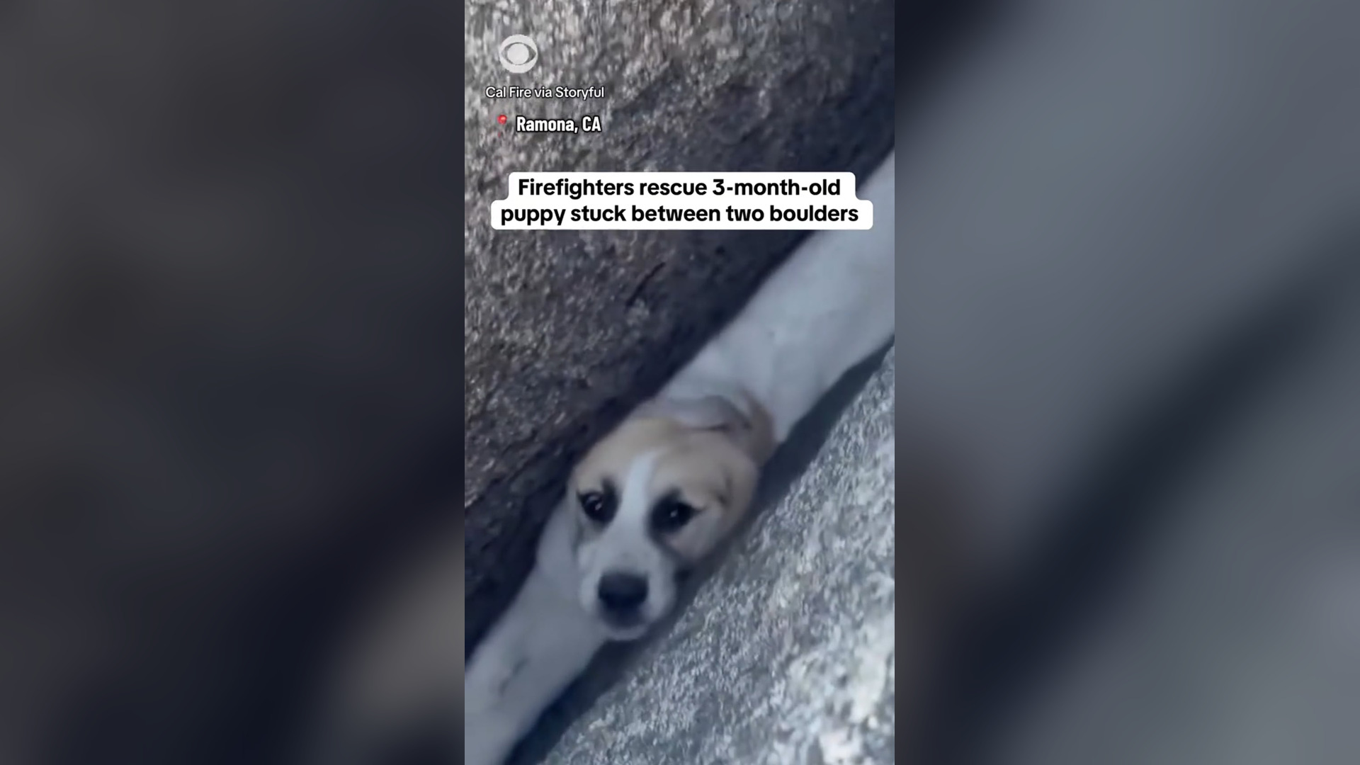 N2205091_Rescue Team Saved Animal In Dangerous Situation #animalrescue #rescueanimals