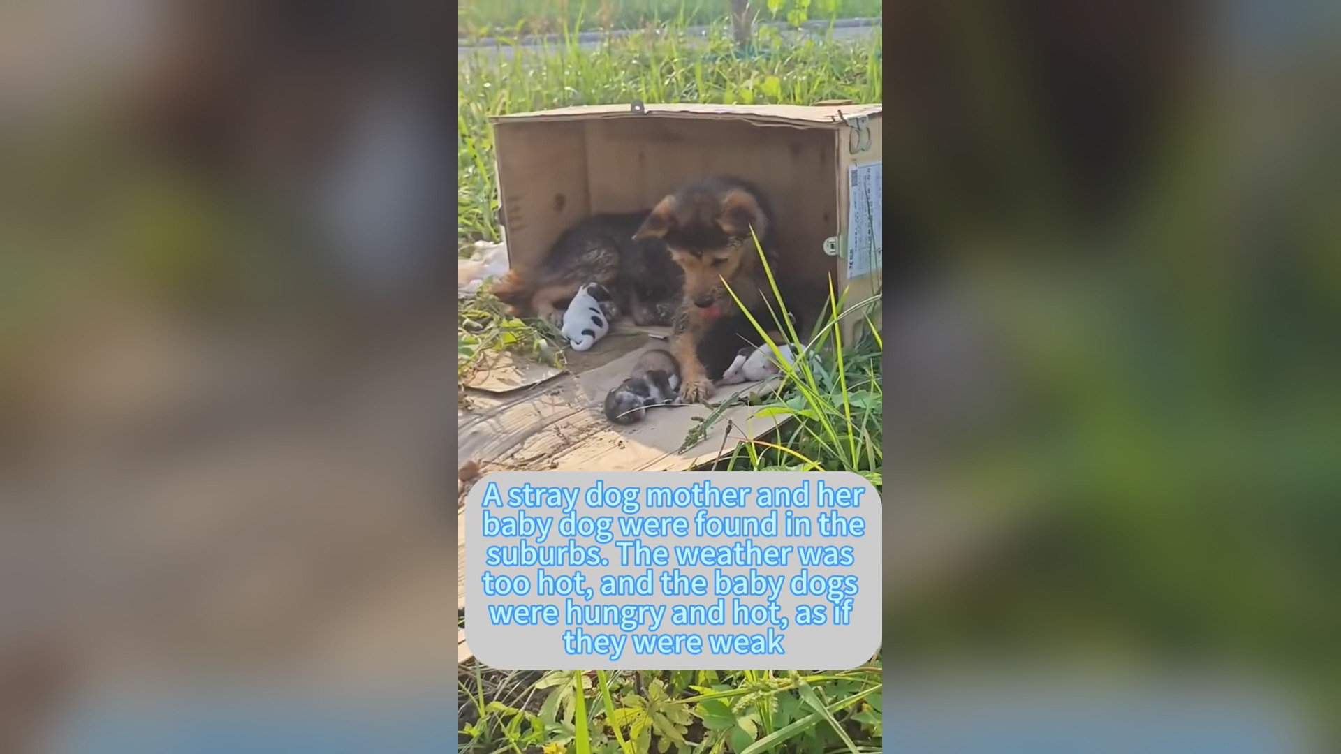 N0404007_Mother Dog And Her Puppies Abandoned And Surrounded By Flies Struggled In Pain Until Someone Came To Rescue Them #rescu