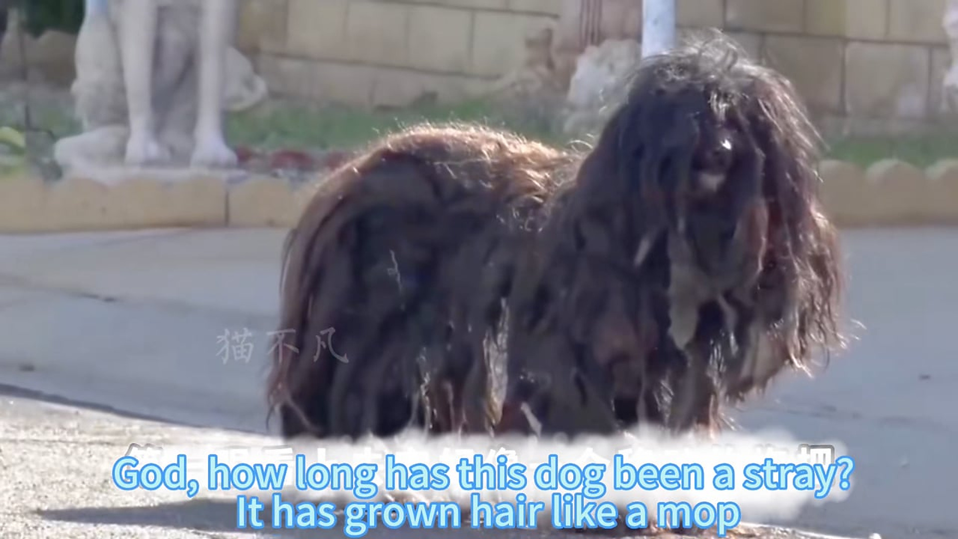 N0404011_Long-Haired Stray Dog Wandering Alone Through Streets Looking For Safety And Care #rescuedog #animalrescue