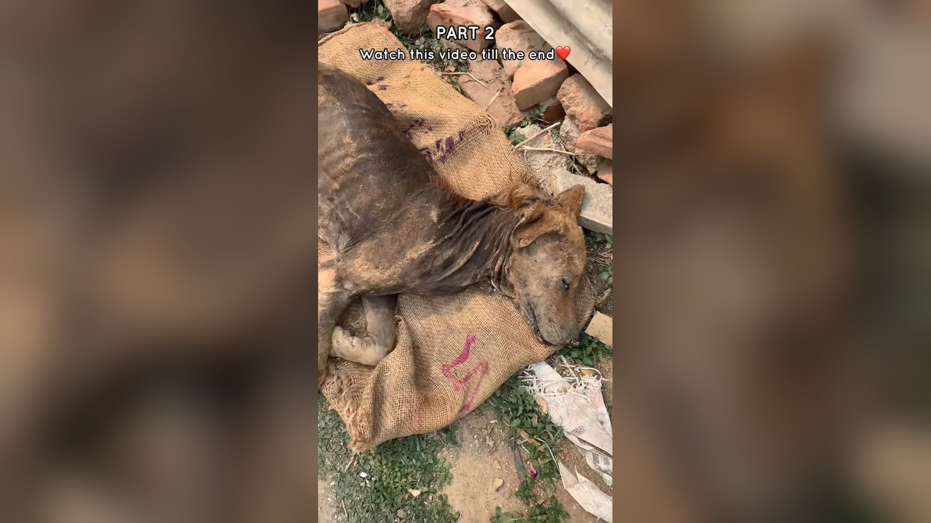 N0404036_Exhausted Dog Lay Weak Almost Without Strength Hoping Someone Would Finally Save Him #rescuedog #animalrescue