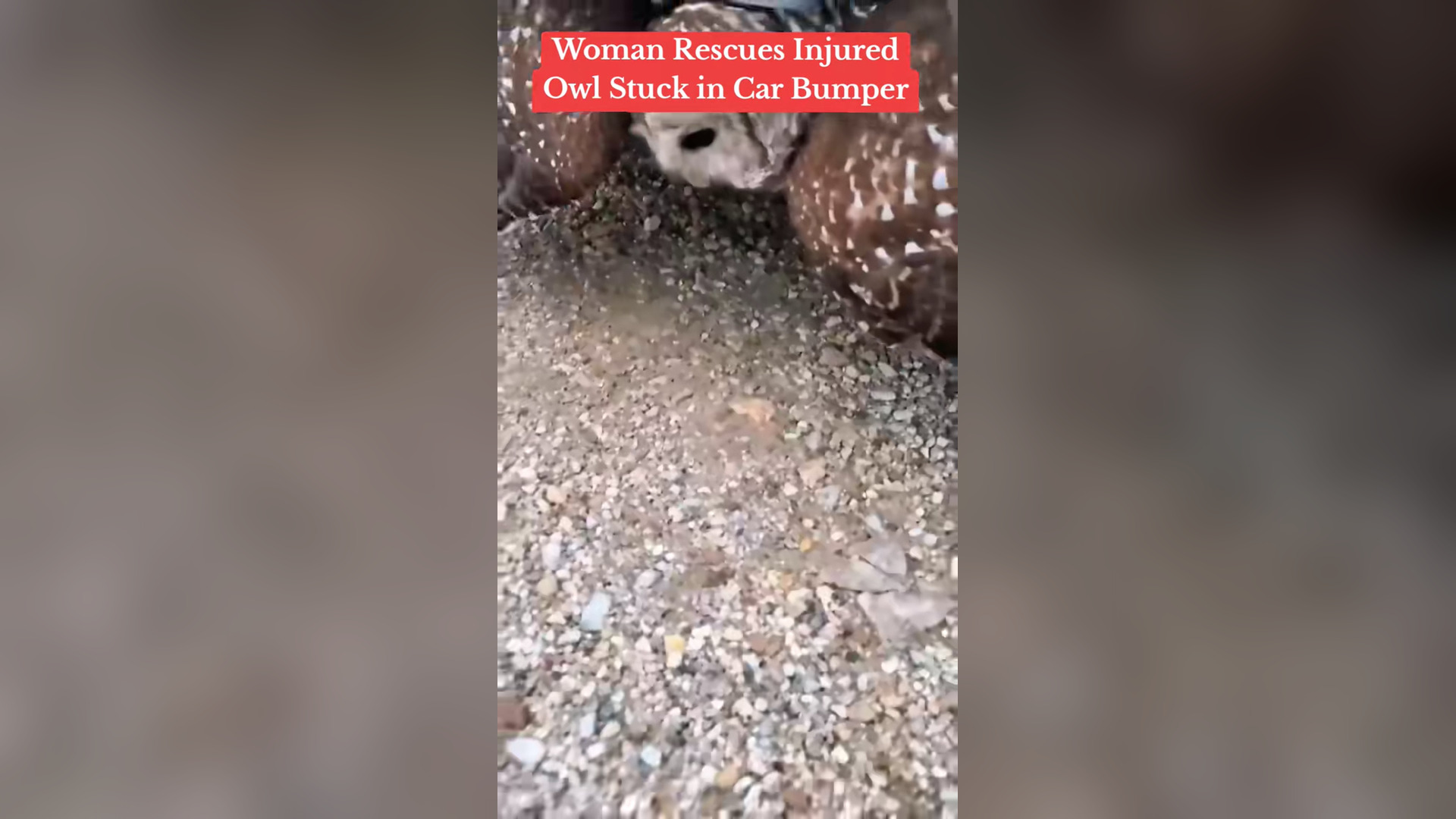 N2605030_A Woman Rescued an Injured Owl Stuck Inside a Car Bumper #Wildlife #Viral