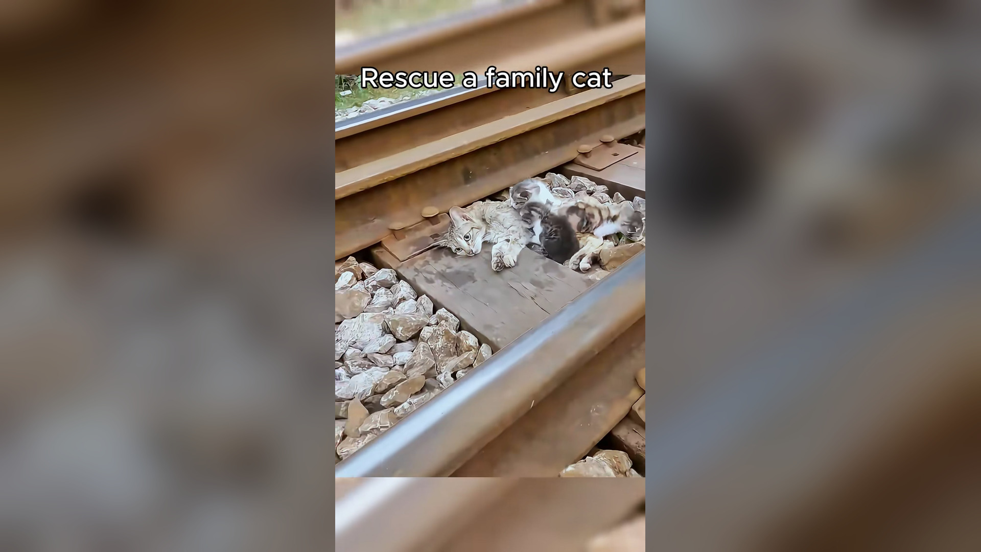 N2705016_A Struggling Cat Family Was Finally Given a Second Chance #RescueCat #Viral