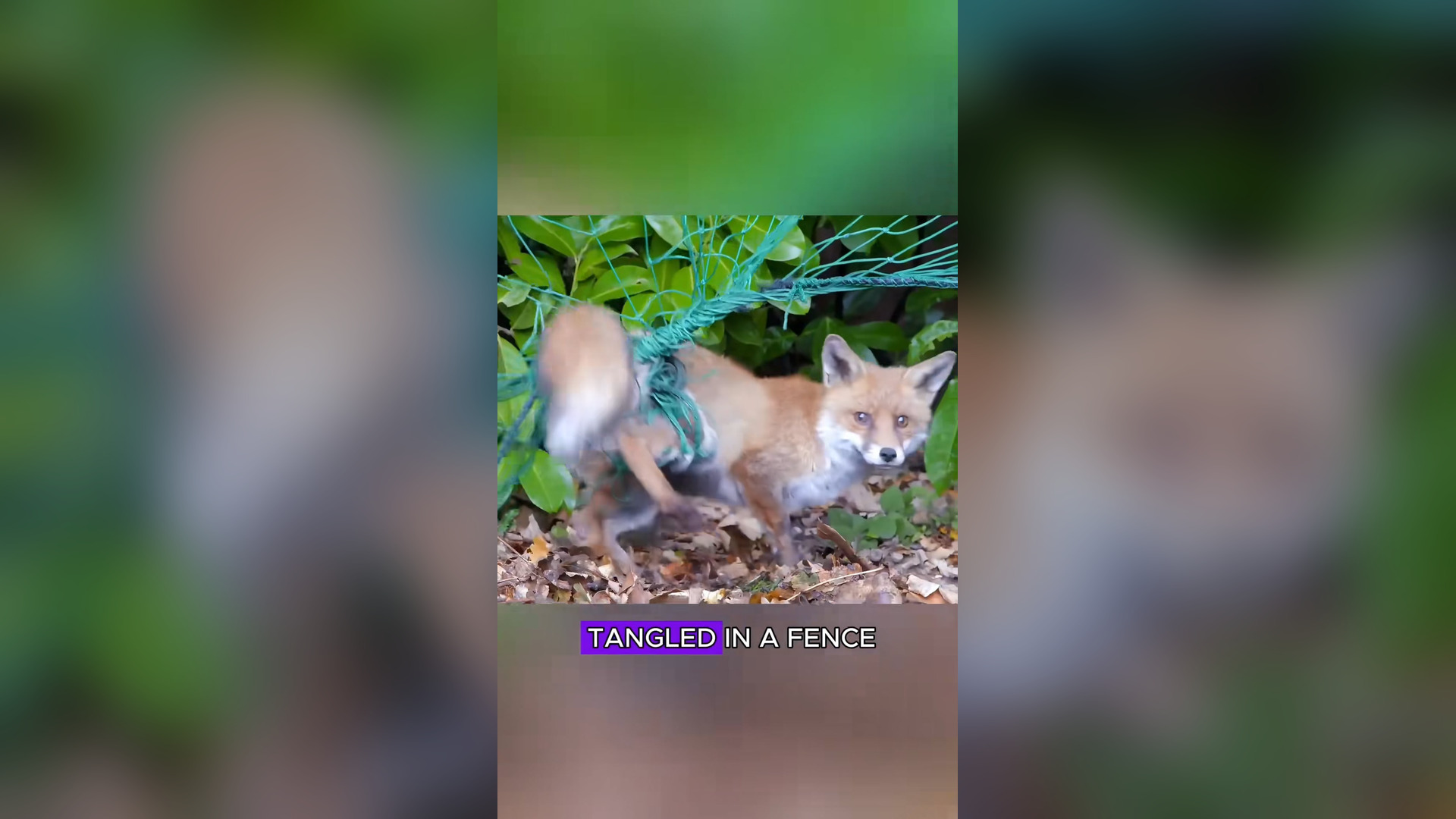 N2705018_A Frightened Fox Was Rescued Just Before It Was Too Late #Wildlife #Viral