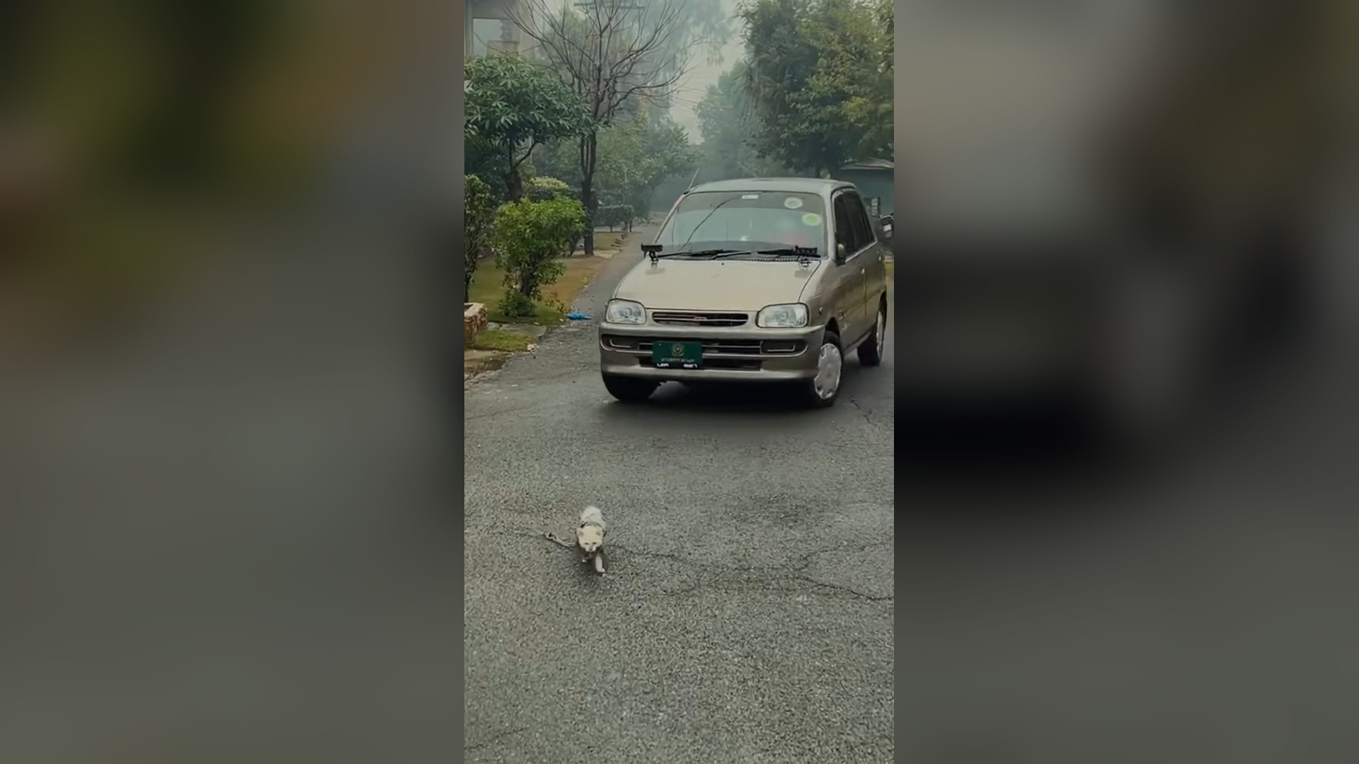 N2705019_A Cat Wrapped Tightly in Rope Was Lucky to Survive #RescueCat #Viral