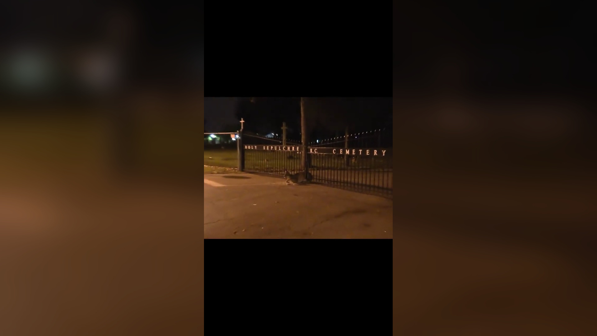 N2705026_A Deer Was Found Trapped in a Sharp Iron Fence at a Cemetery #Wildlife #Viral