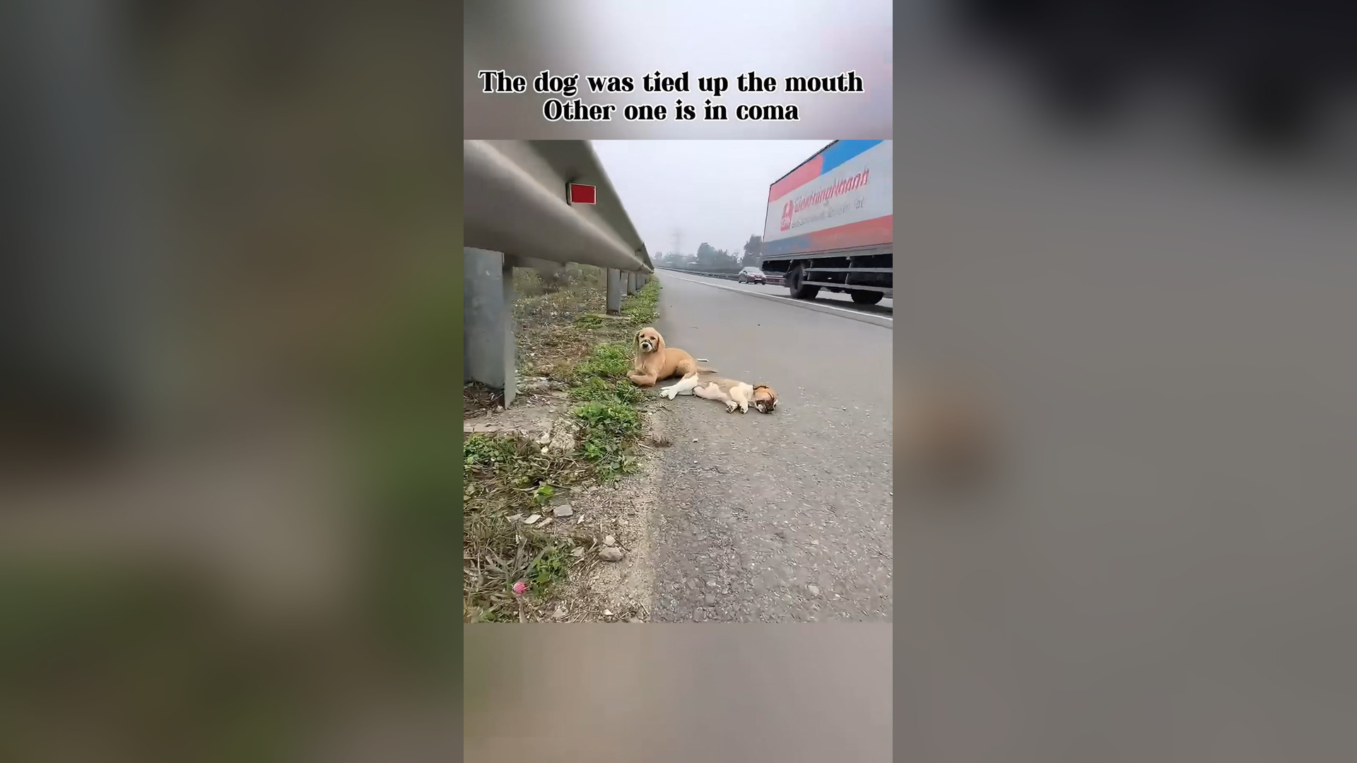 N2705031_Two Puppies Were Found Abandoned and Tied Beside a Highway #RescueDog #Viral