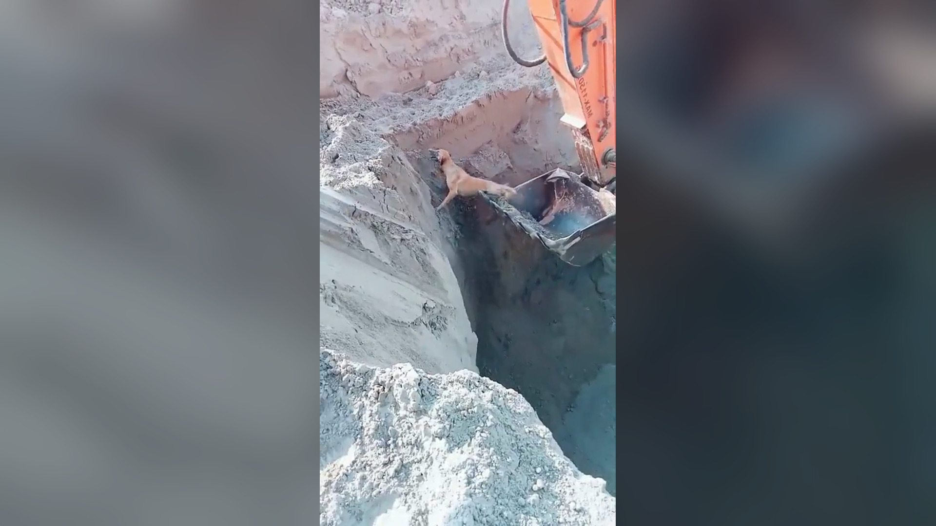 N2705032_A Worker Used an Excavator With Incredible Care to Rescue a Life #Rescue #Viral