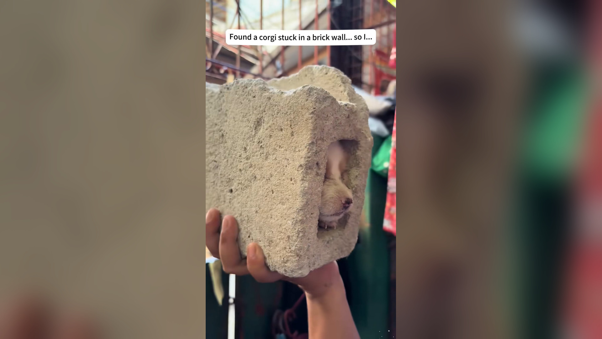 N2705035_I Found a Corgi Trapped Inside a Brick Wall Crying for Help #RescueDog #Viral