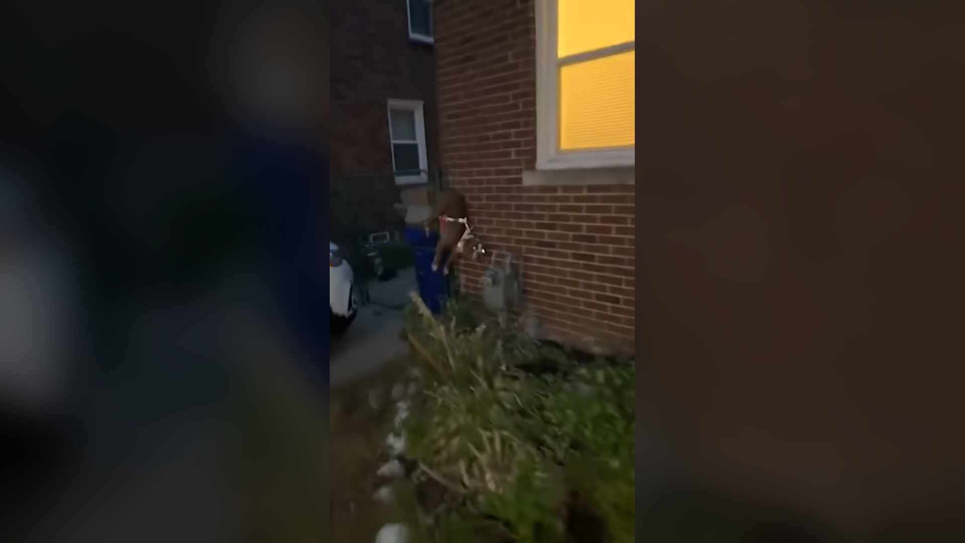 N2705039_This Dog Was Crying for Help While Trapped With No Escape #RescueDog #Viral