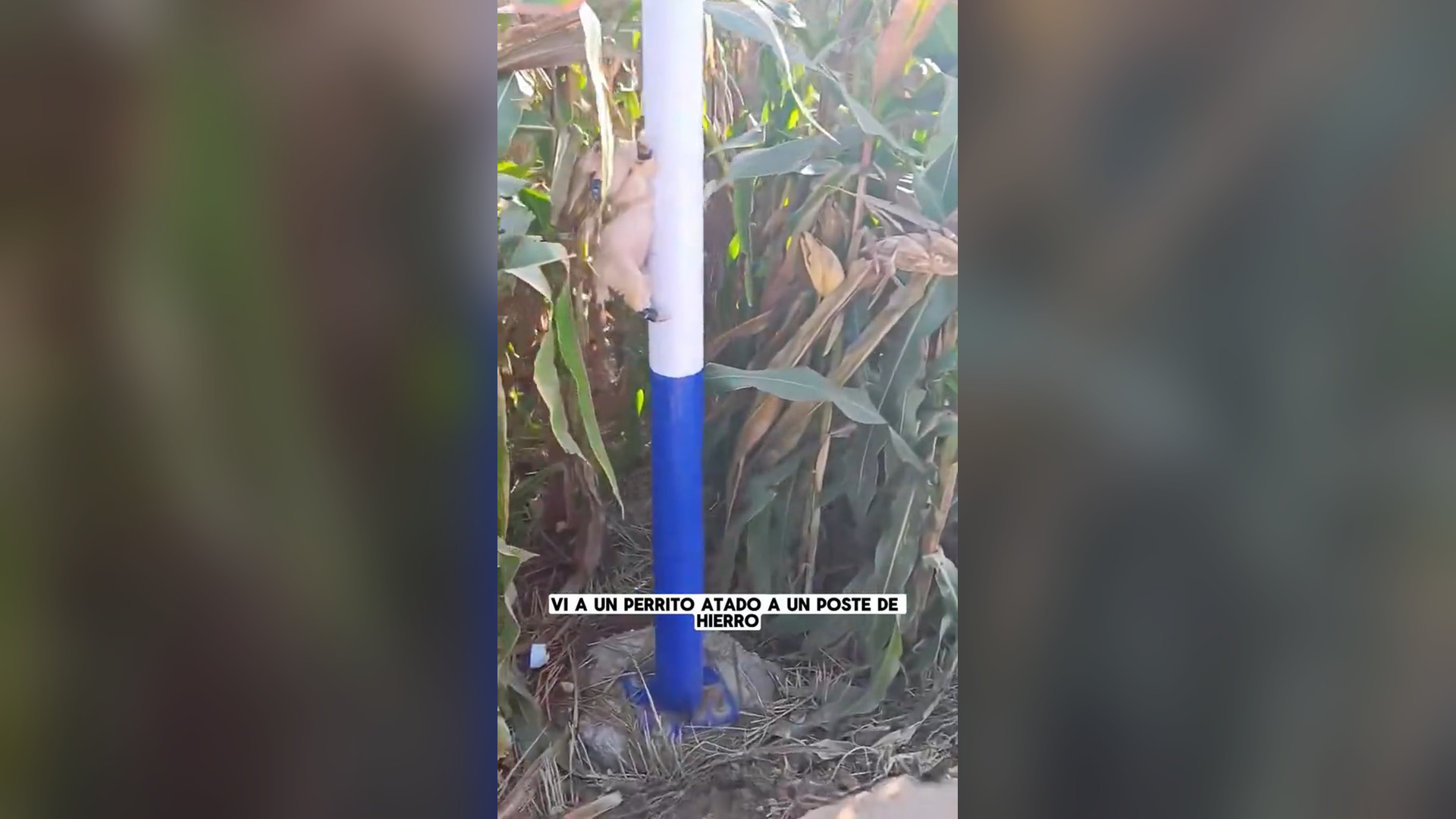 N2805002_Dog Was Tied To Pole And Left Alone #dogrescue #animalrescue