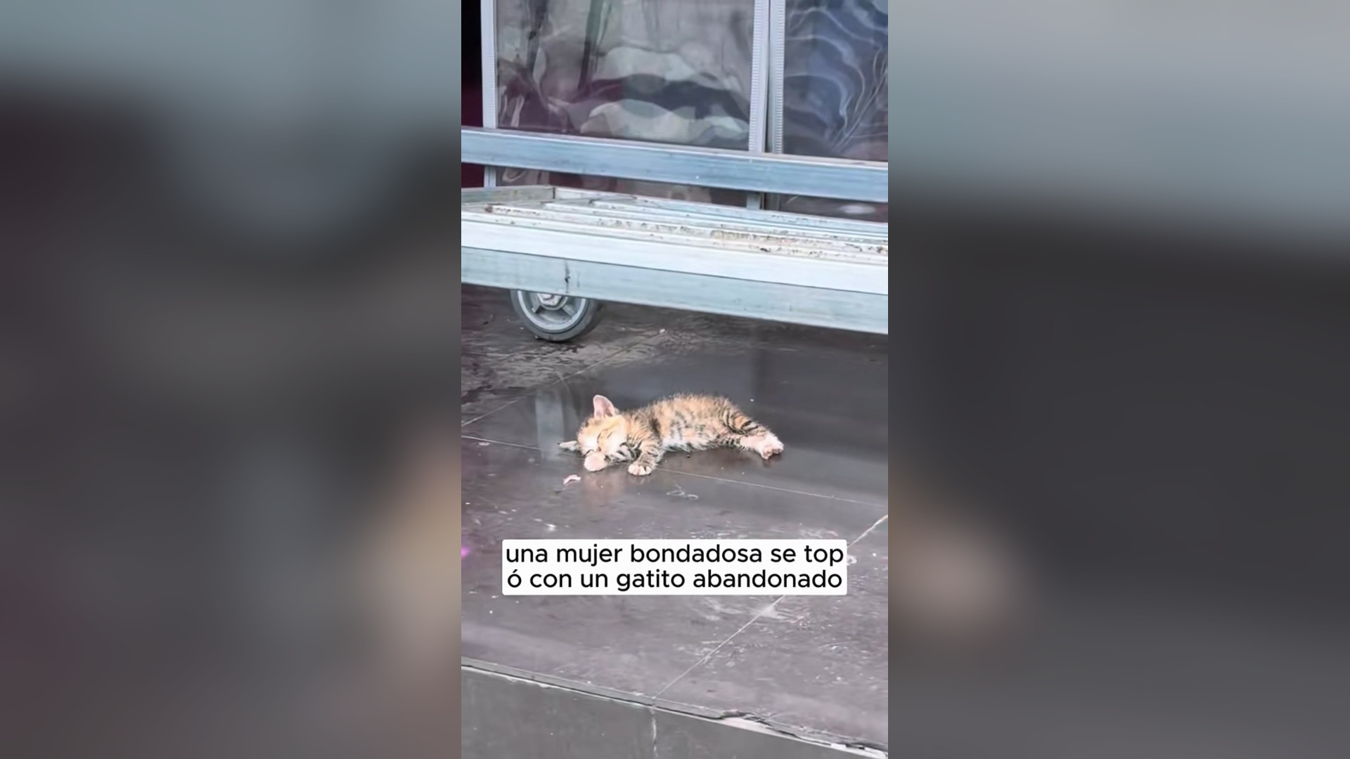 N2805012_Kind Woman Found Abandoned Kitten And Saved It #catrescue #animalrescue