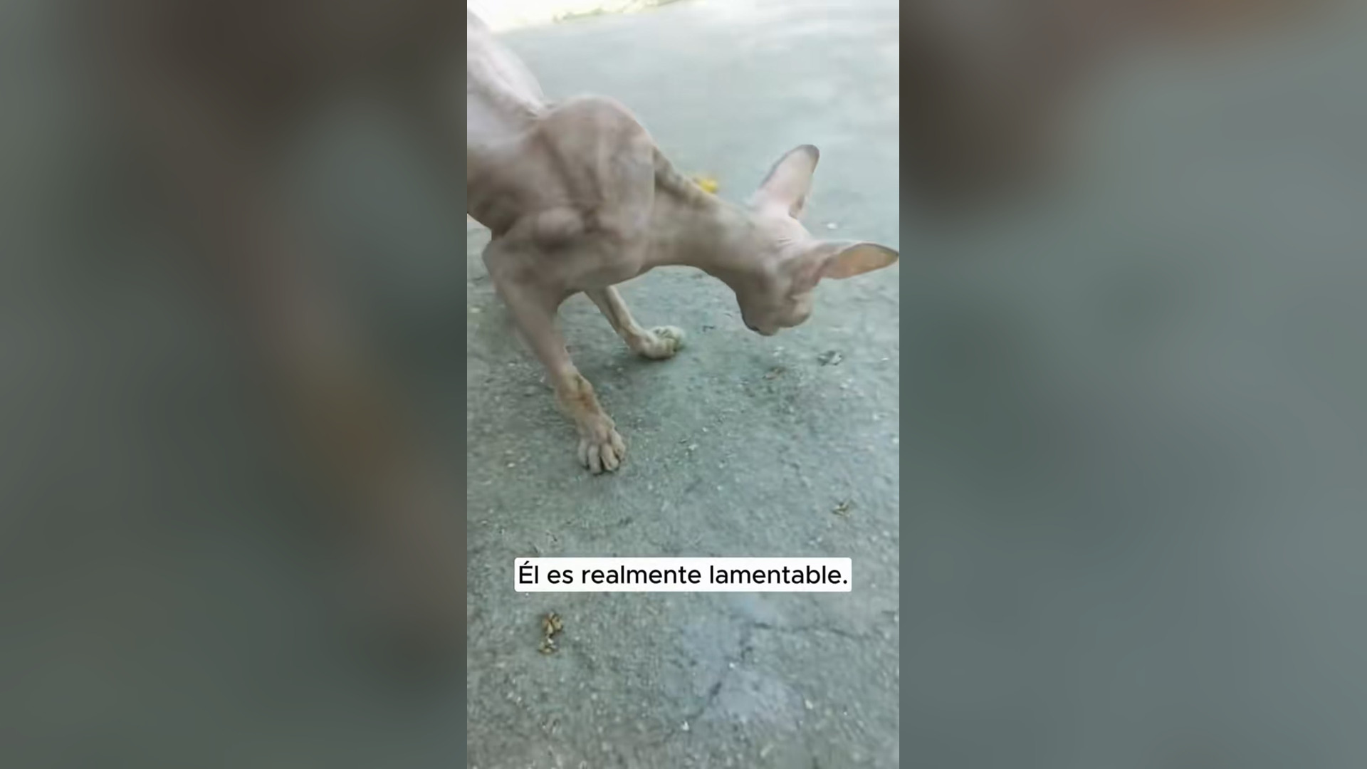 N2805015_Hairless Cat Was So Weak But Still Alive #catrescue #saveanimals