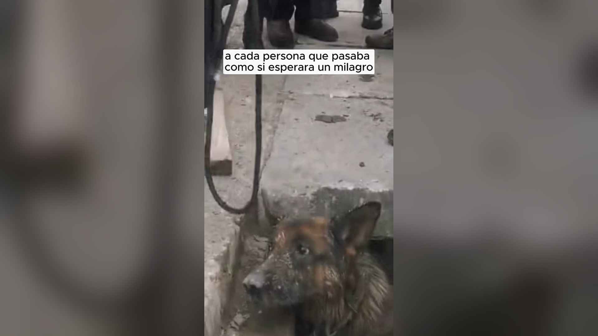 N2805016_German Shepherd Protected Child Like A Hero #dogrescue #animalrescue
