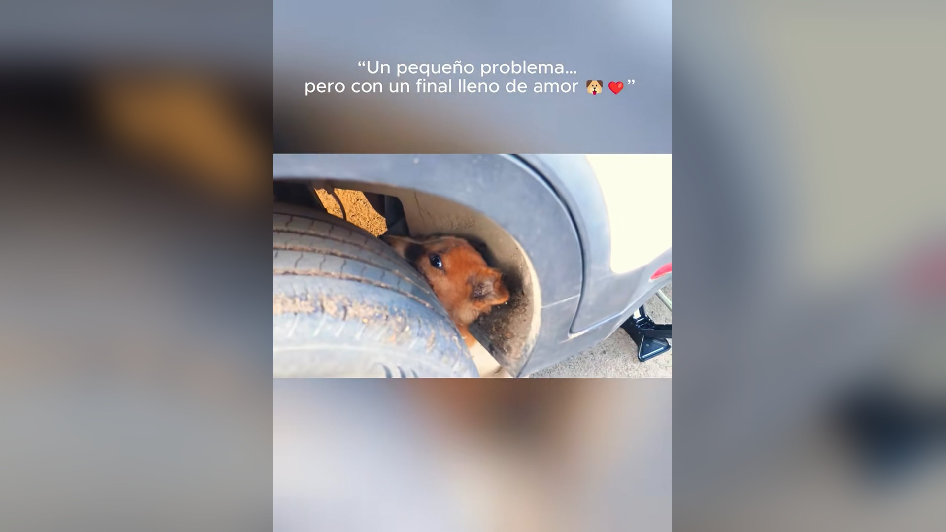 N2805027_A Small Problem Turned Into A Beautiful Rescue Story With A Heartwarming Ending #animalrescue #saveanimals