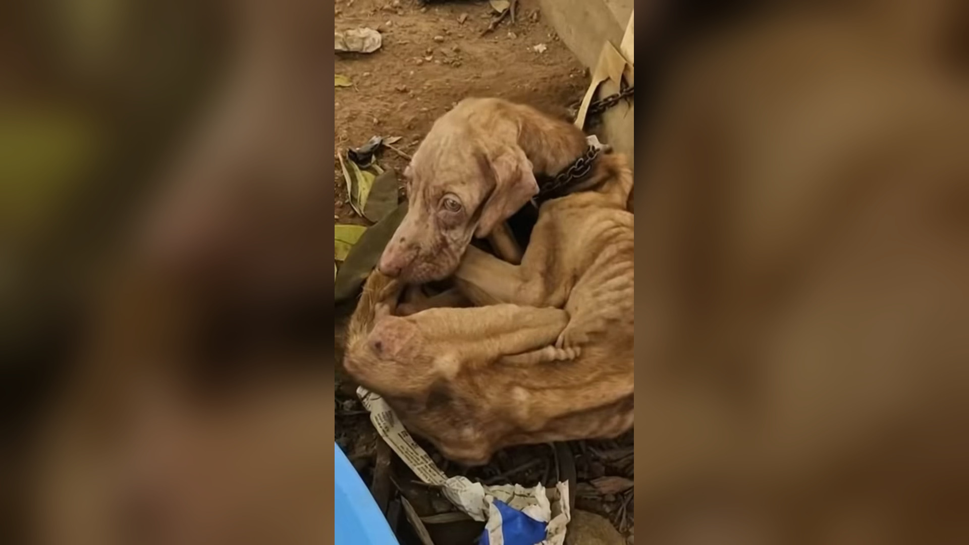 N2805029_Emotional Animal Rescue Moment Captured Showing A Life Changing Second Chance For Survival #animalrescue #saveanimals