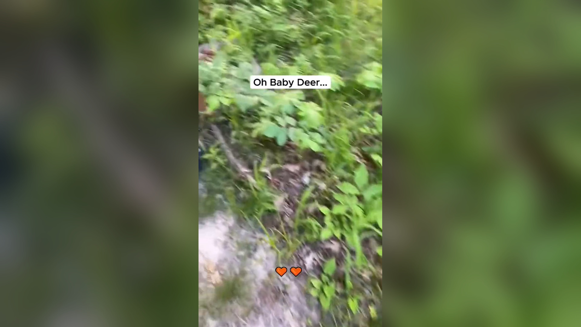 N2805034_Baby Deer Needed Help To Survive #wildliferescue #animalrescue