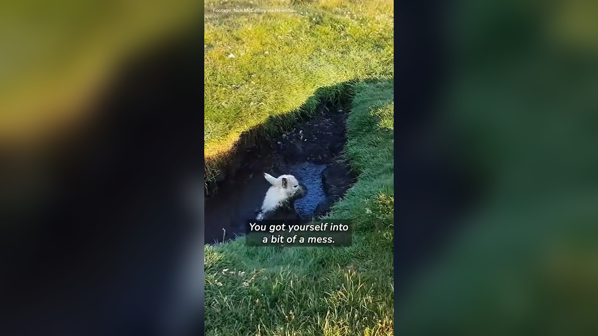 N2805037_Beautiful Rescue Moment Nobody Expected #animalrescue #helpanimals