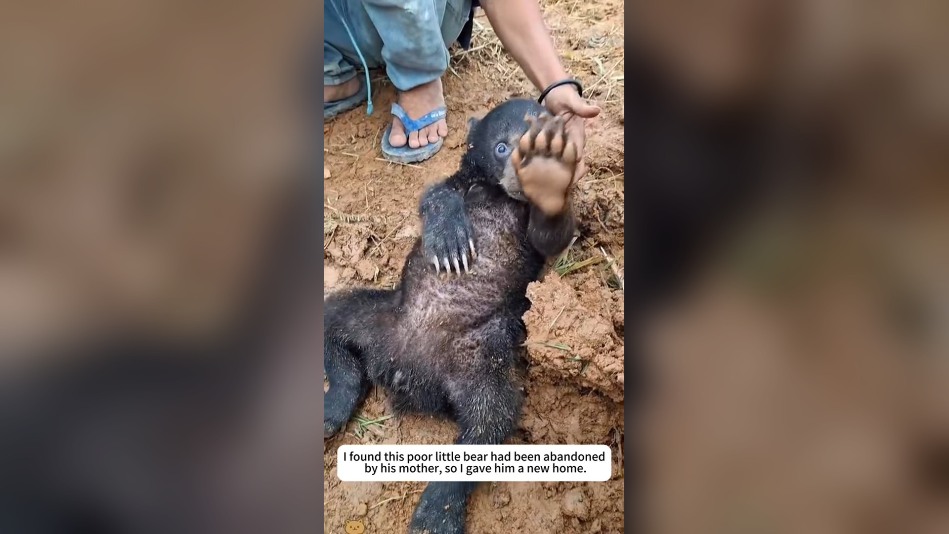 N2805038_Poor Little Bear Found Injured And Alone Finally Given A Chance To Survive Again #animalrescue #wildlife