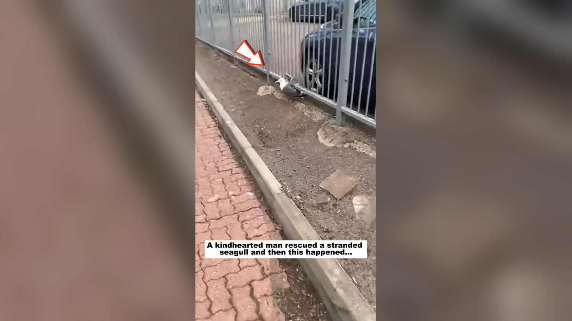 N2805039_Kindhearted Man Rescued A Stranded Seagull That Could No Longer Escape Alone #animalrescue #wildlife