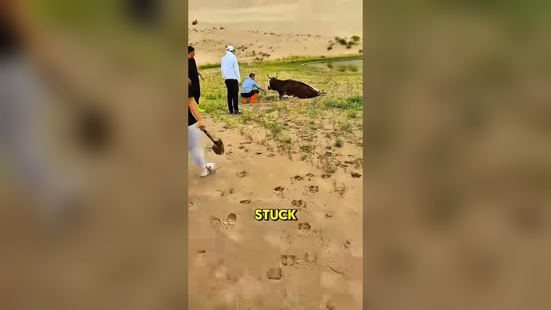 N3105018_Helping A Cow Led To Unexpected Ending #animalrescue #wildliferescue