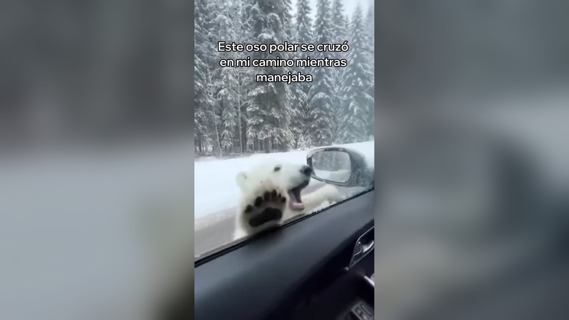 N3105023_Polar Bear Came Asking For Help And Was Saved #wildliferescue #animalrescue