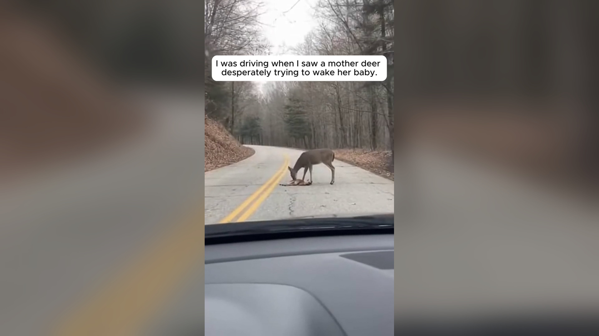 N3105031_Mother Deer Desperately Approached A Human Begging Him To Save Her Helpless Baby #animalrescue #wildlife