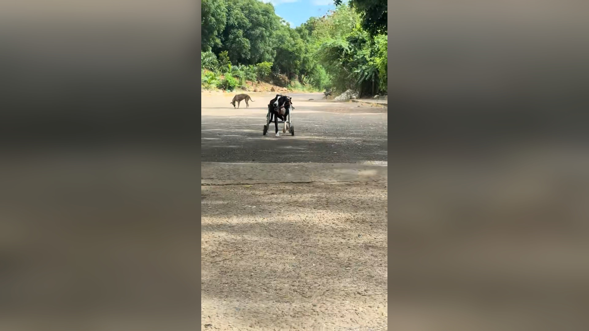 N0306010_Layka’s Courage Inspired Everyone Around Her #RescueDog #Viral
