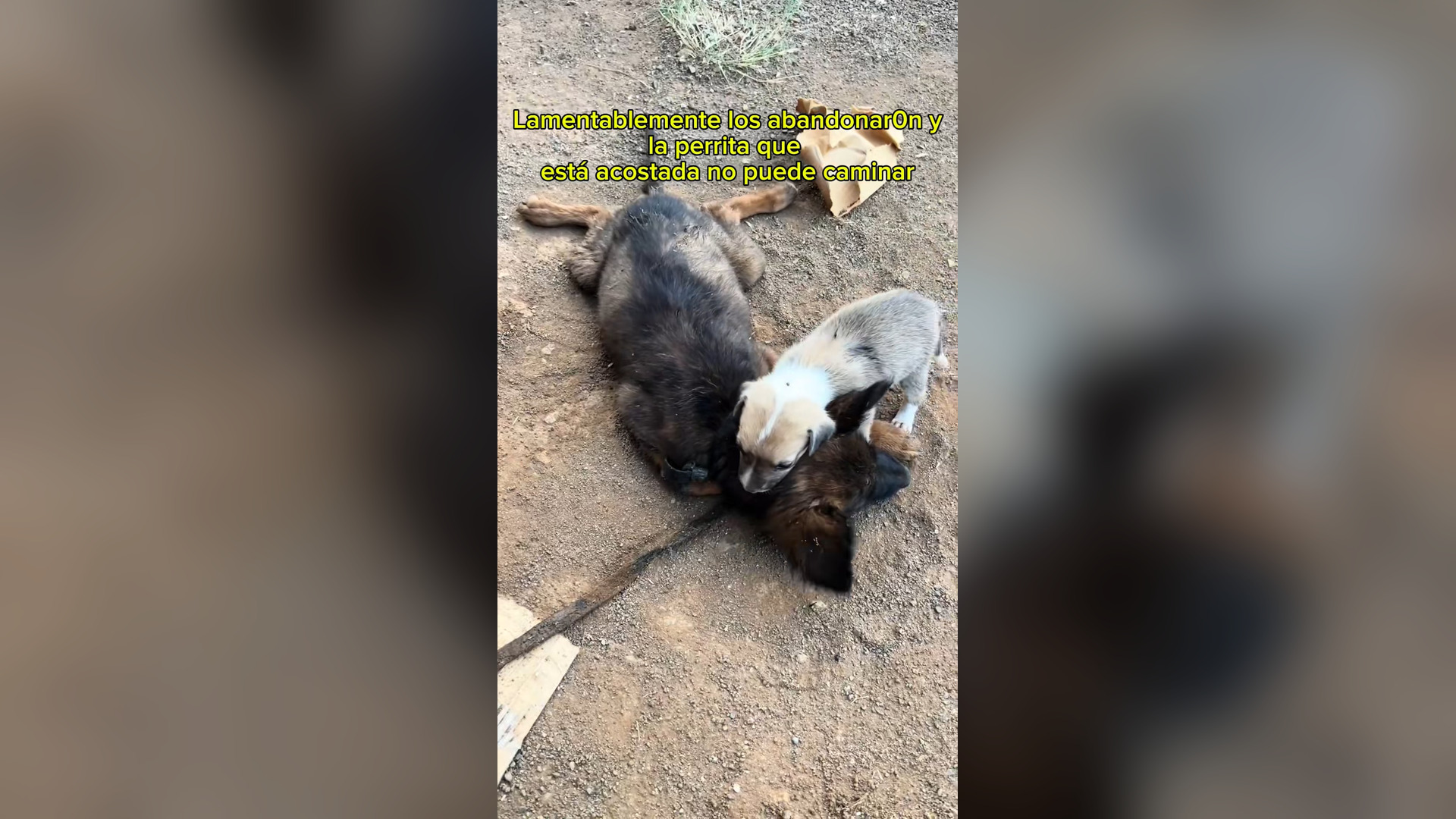 N0306020_She Was Left Alone on the Streets to Face Death #RescueDog #Viral