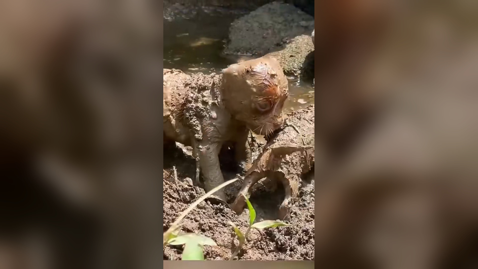 N0306032_Two Dogs Fell Into Thick Mud and Could Not Escape #RescueDog #Viral