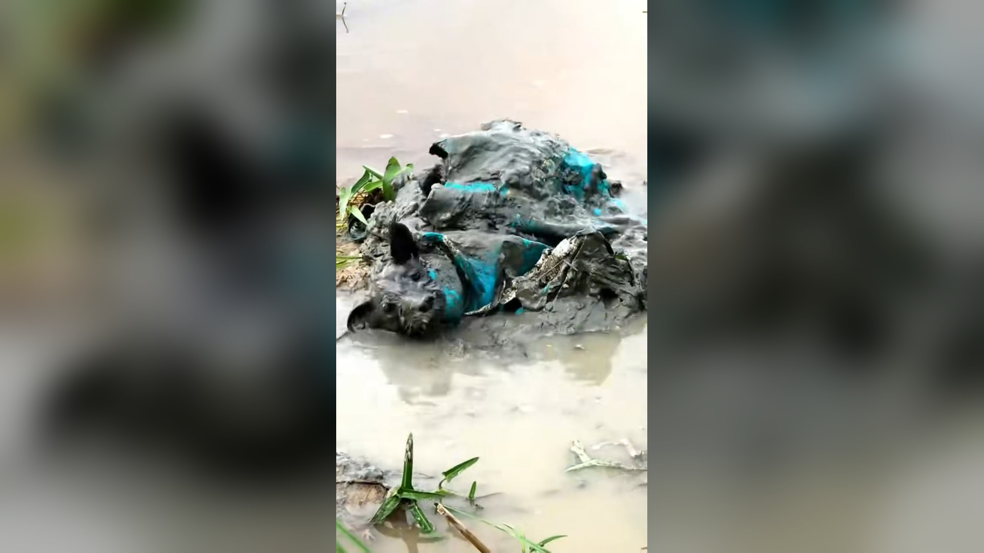 N0306033_A Dog Was Thrown Into Mud and Left There to Die #RescueDog #Viral